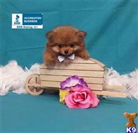 pomeranian puppy posted by Rhonda Wallace